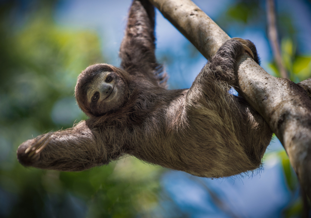 Ленивец. Эти очаровашки населяют влажные тропики Южной и Центральной Америки. Многие, глядя на название, полагают, что эти зверьки ленивы. В действительности они просто спокойные и неторопливые. Фото: Shutterstock/FOTODOM
