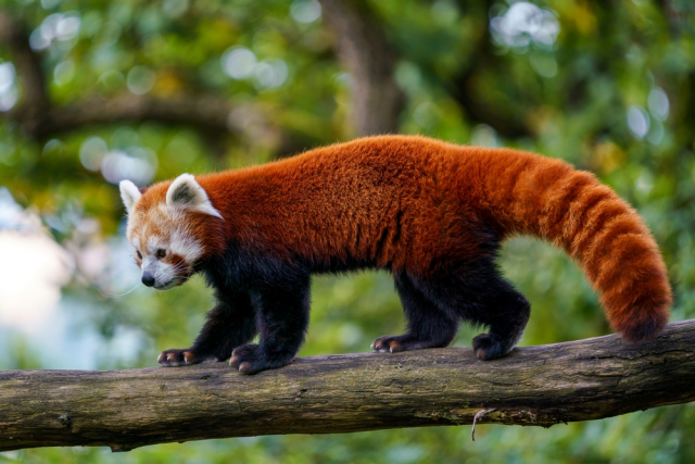 Малая панда. По внешнему виду эта очаровашка похожа на енота. Живет преимущественно в КНР, хотя порой встречается в Непале. Несмотря на то что является хищником, отличается неуклюжестью и охотится чрезвычайно редко. Фото: Shutterstock/FOTODOM