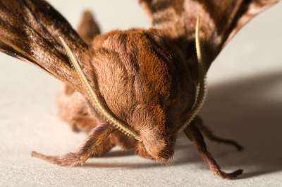 Тела ночных мотыльков покрыты щетинками намного гуще, чем у дневных бабочек: эта «растительность» скрывает их от эхолокации летучих мышей.