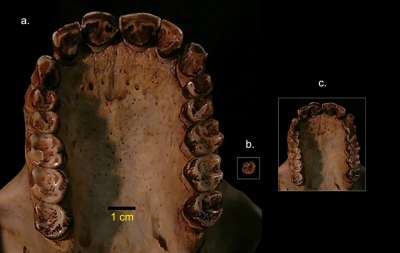 Все три найденные образцы зубов сейчас находятся в Национальном музее Кении. Исследование показало, что животное ело листья и фрукты. Credit: Stony Brook University