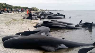 Новая Зеландия часто становится местом, где киты и дельфины выбрасываются на берег. Фото AP Photo / New Zealand Herald/ Tim Cuff