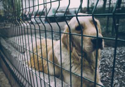 Надо ли всем владельцам чипировать своих собак и кошек, запретят ли контактные зоопарки, негуманные способы отлова и собачьи бои