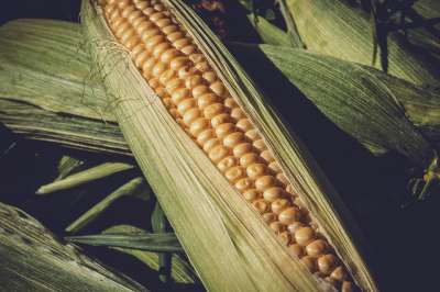 Частично одомашненная кукуруза появилась в Амазонии около 6500 лет назад, где люди уже выращивали такие культуры, как рис и маниок.