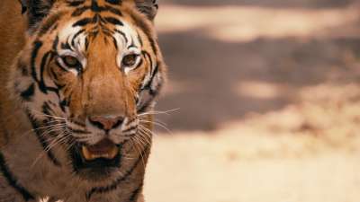 Смотрите проект «Спасти тигра» 31 марта в 20:00 на Discovery Channel!