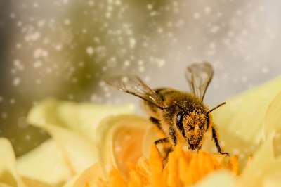 Профессор RMIT Адриан Дайер сообщил, что в ходе эксперимента пчелы научились распознавать плюс и минус в качестве абстрактных понятий и использовали кратковременную память для решения задач.