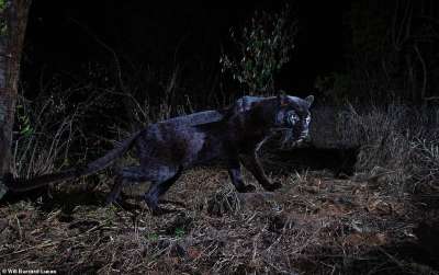 Фотографии стали доказательством существования этих редких черных кошек в Африке.