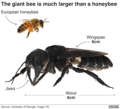 В последний раз гигантская пчела Уоллеса оказывалась в поле зрения исследователей в 1981 году. Иллюстрация bbc.com