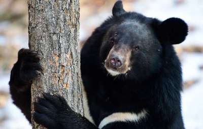 В организации отметили, что речь идет о нелегальной торговле животными. На фото Гималайский медведь. Фото Юрий Смитюк/ТАСС.