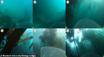 Кадры из видео. A) Акула сталкивается с тюленями B) Тюлени пускают пузыри C) Акула плывет сквозь пузырьки D) Акула плывет через ламинарию E) Акула преследует тюленей F) тюлени прячутся в водорослях