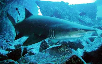 Специалисты отмечают, что найденные акулы могут помочь в восстановлении численности исчезающей популяции на восточном побережье континента. Иллюстрация EPA/NSW MINISTERY FOR AGRICULTURE AN