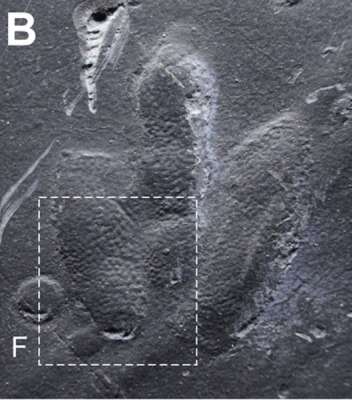 Найденные окаменелые следы оказались не только самыми отчетливыми, но и самыми древними отпечатками загадочных динозавров Minisauripus. Фото: Kim et al., Scientific Reports, 2019