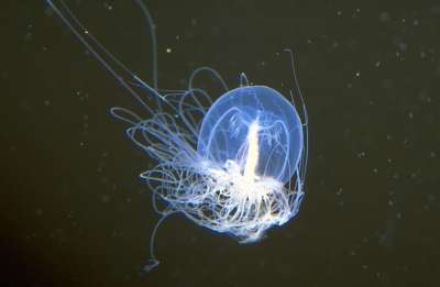 Ученые надеются найти у медузы ген, управляющий бессмертием, и использовать его на благо человека