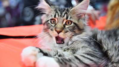 Кошка породы мейн-кун. Архивное фото РИА Новости / Наталья Селиверстова