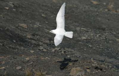 Белая чайка. Фото Arterra/Universal Images Group via Getty Images