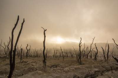 Глобальное потепление приведет к засухам, пожарам и деградации почвы, считают исследователи