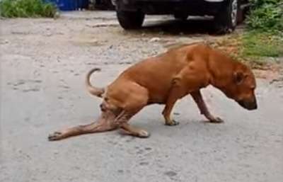 Бродячая собака из столицы Тайланда стала местной популярностью из-за своего умения притворяться больной, чтобы привлечь внимание прохожих.