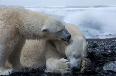 Актуальность их деятельности вызвана глобальными климатическими изменениями, создающими опасность столкновения белых медведей с человеком