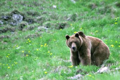 Медведей привлекают пищевые отходы, и они разоряют палатки туристов в поисках еды