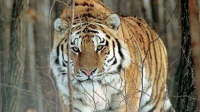 Амурский тигр. Фото Геннадий Шаликов