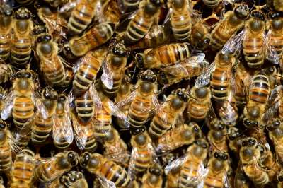 Член делегации, депутат Госдумы Александр Фокин среди угроз, в частности, выделил массовую гибель пчел, которыми опыляются &quot;90% сельскохозяйственных угодий&quot; на планете