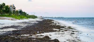 Саргассовы водоросли, портящие мексиканские пляжи, отпугивают туристов, а это сказывается на экономике страны. Фото ПРООН/Э.Мкртчан