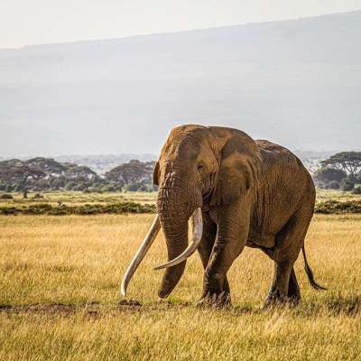 Животное скончалось от естественных причин в возрасте 50 лет. Фото: Mwangi Kirubi/flickr.com