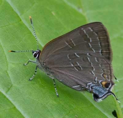Для охлаждения крыльев бабочки используют хитин, специальные нанотрубочки и гемолимфу. Фото: Michael.PortrayingLife.com / Flickr.com
