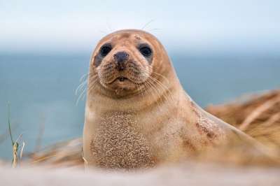 По мнению представителей фонда, использование флотского мазута наносит неисправимый вред морским экосистемам, в том числе тюленям. Фото: pixabay.com