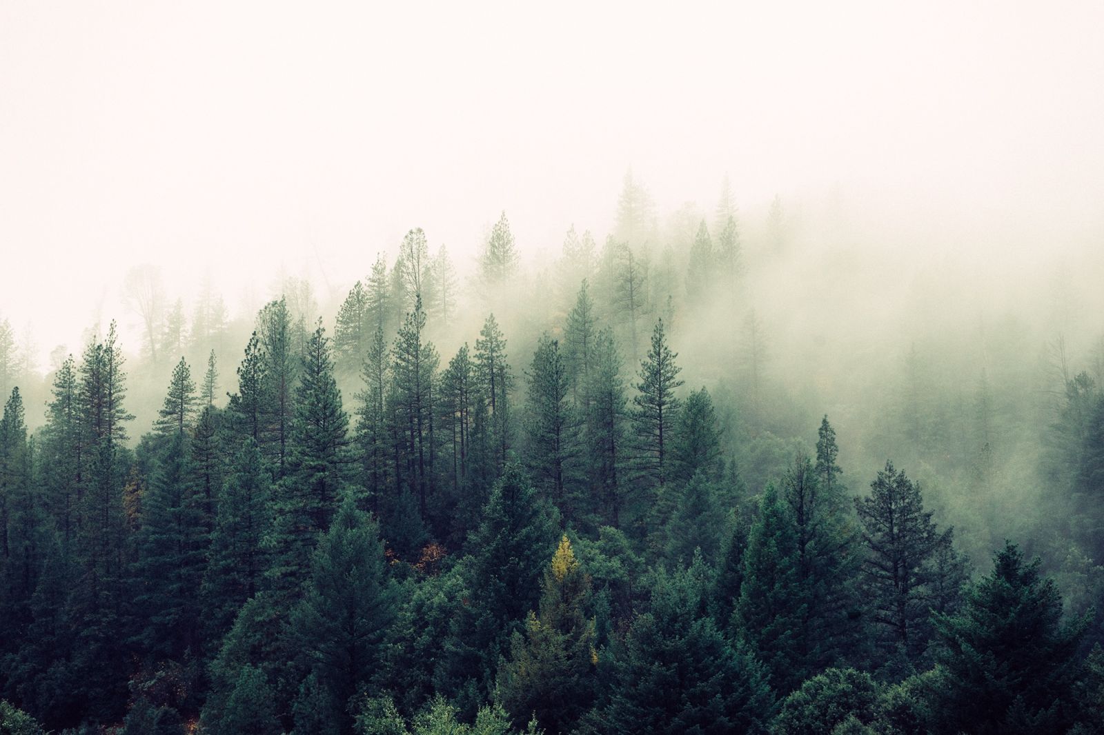 В лесах могут проводить климатические проекты, направленные как на увеличение поглощения парниковых газов, так и сокращение выбросов от них