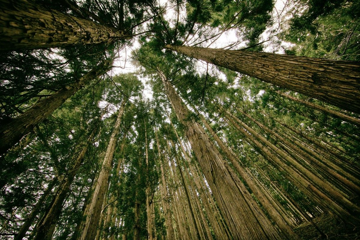 Леса действуют как гигантские фильтры, удаляя углекислый газ из воздуха и помогая замедлить изменение климата.