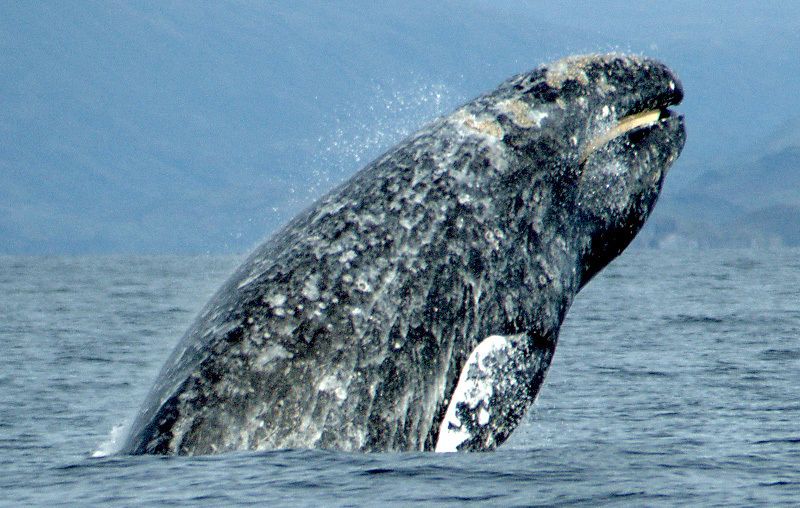 Серый кит. Архивное фото: Меррилл Гошо / NOAA.