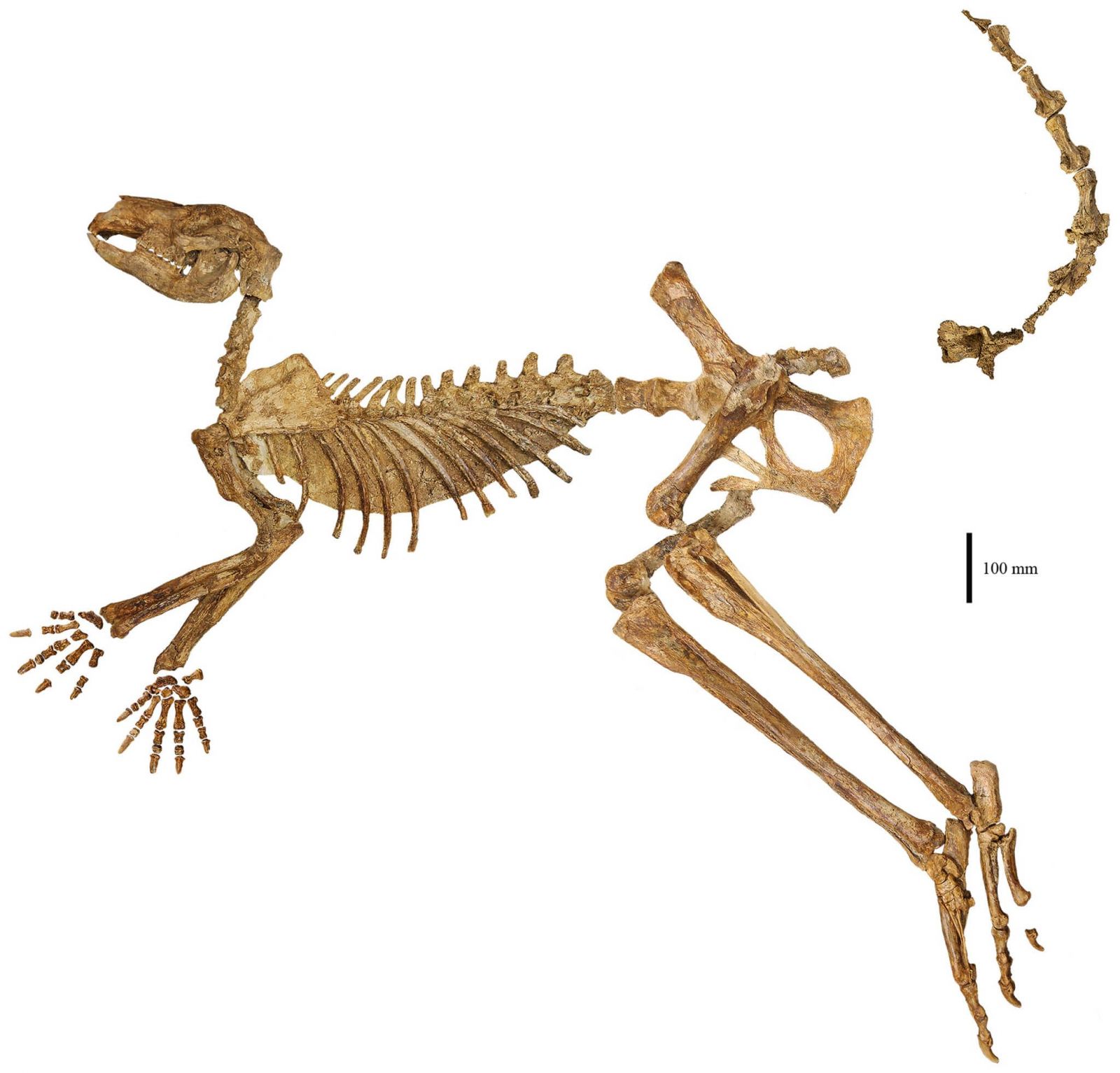 Вид слева сбоку полуцелого скелета голотипного экземпляра Protemnodon viator sp. nov. Фото: Megataxa, Isaac A.R. Kerr et al..