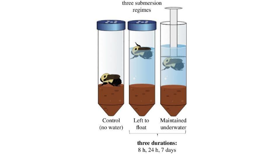 Схема эксперимента с участием маток шмелей Bombus impatiens. Иллюстрация: Sabrina Rondeau and Nigel E. Raine / Biology Letters, 2024.