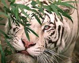 Стальной враг бенгальских тигров
