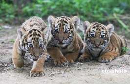 Маньчжурские тигрята. Фото с сайта http://www.floranimal.ru