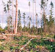 Вырубка лесов. Фото с сайта http://www.ugra.alexandrovi.ru