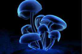 Навязчивые состояния можно лечить «волшебными грибами»