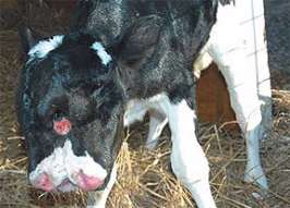 В Америке родился двумордый теленок. Фото с сайта MIGnews.com