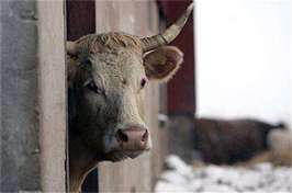 Израильские коровы будут связываться с фермерами по телефону. Фото: MIGnews.com