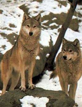Волки Приамурья. Фото с сайта www.apus.ru