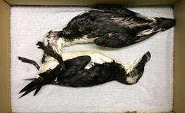 На побережье была найдены более тысячи мертвых морских птиц. Фото РИА Новости.