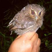 Cова почти с кулак человека (фото American Bird Conservancy/Asociacion Ecosistemas Andinos)