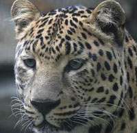 «Роза Хутор» поможет вернуть на Кавказ леопарда