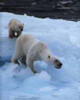 Арктику надо спасать всем миром