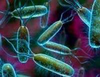 У бактерий \"так много путей, чтобы стать лучше\". Фото: Science photo library