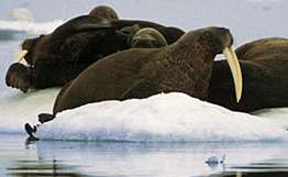 Около десяти тысяч моржей появились на чукотском мысе Кожевникова