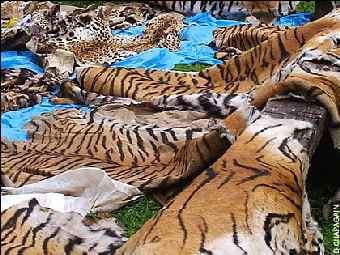 Конфискованные у браконьеров тигриные шкуры. Фото AP.