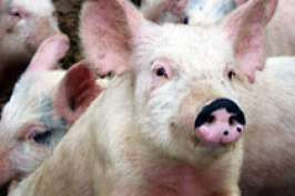Зараженные свиньи разносят гепатит Е по Европе