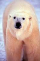 WWF и власти Hенецкого округа намерены защитить белых медведей