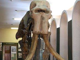  	 	
Скелет ископаемого южного слона. Фото с сайта museum.ru
Скелет ископаемого южного слона. Фото с сайта museum.ru